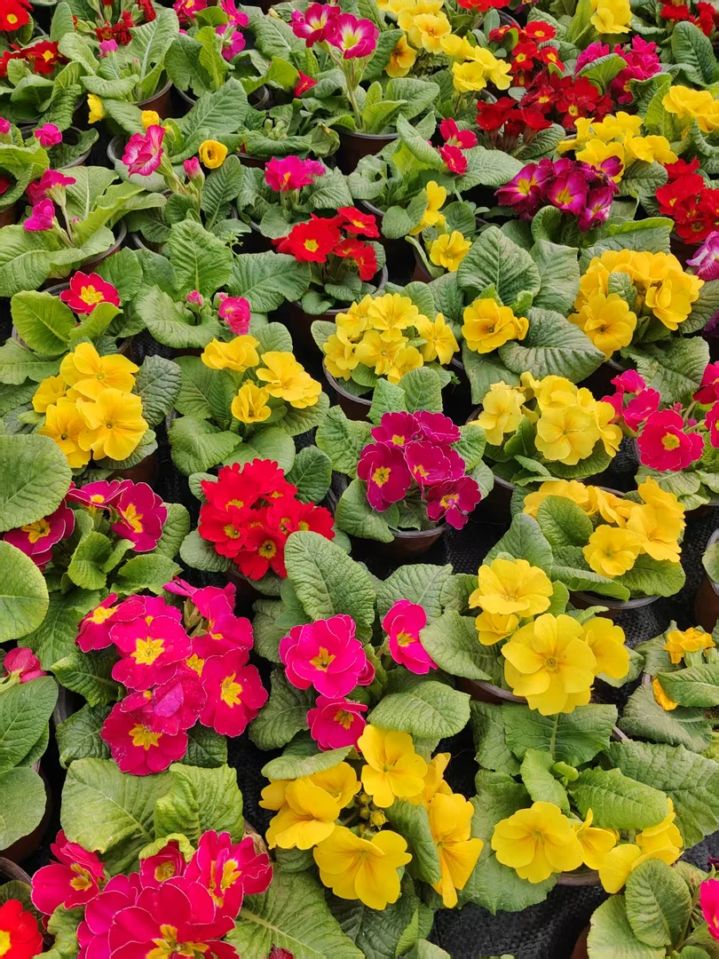 【三盆包邮】懒人盆栽报春花玫瑰报春冬季耐寒阳台