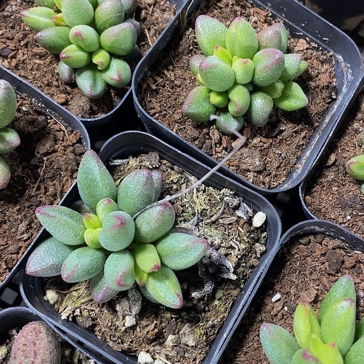 小红嘴水泡5.8带盆