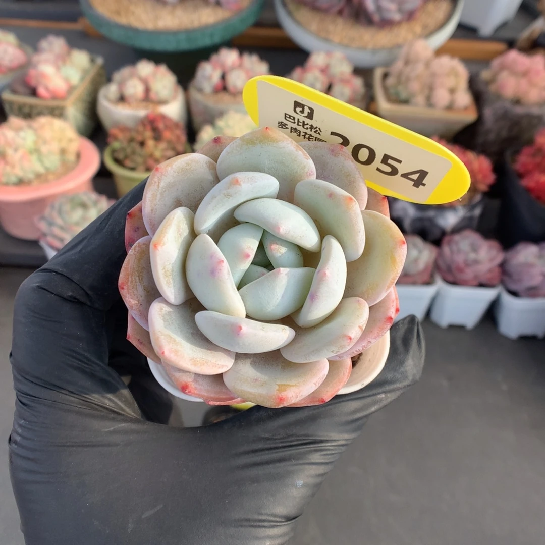 2054 雪茶多肉多肉