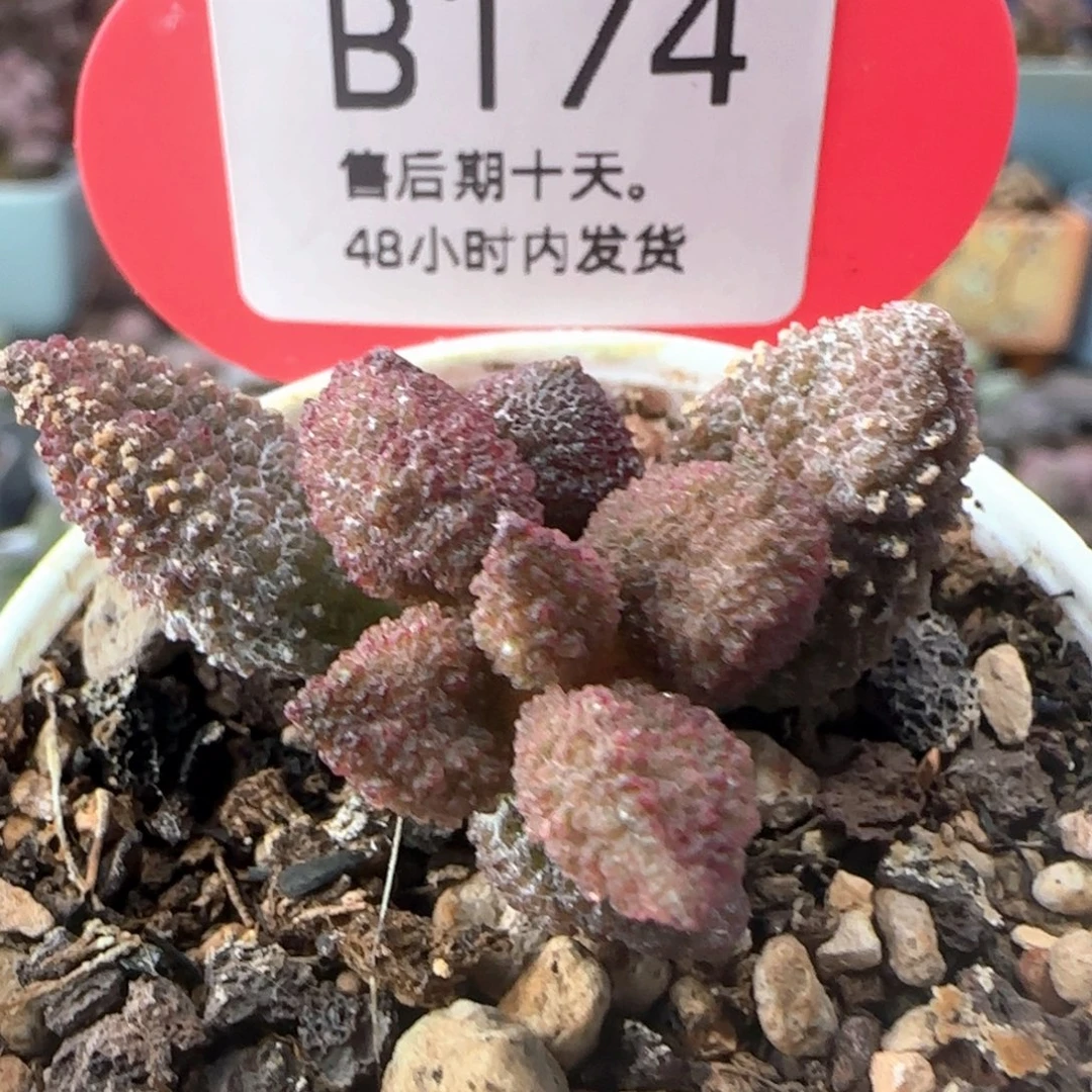 福利。    174。