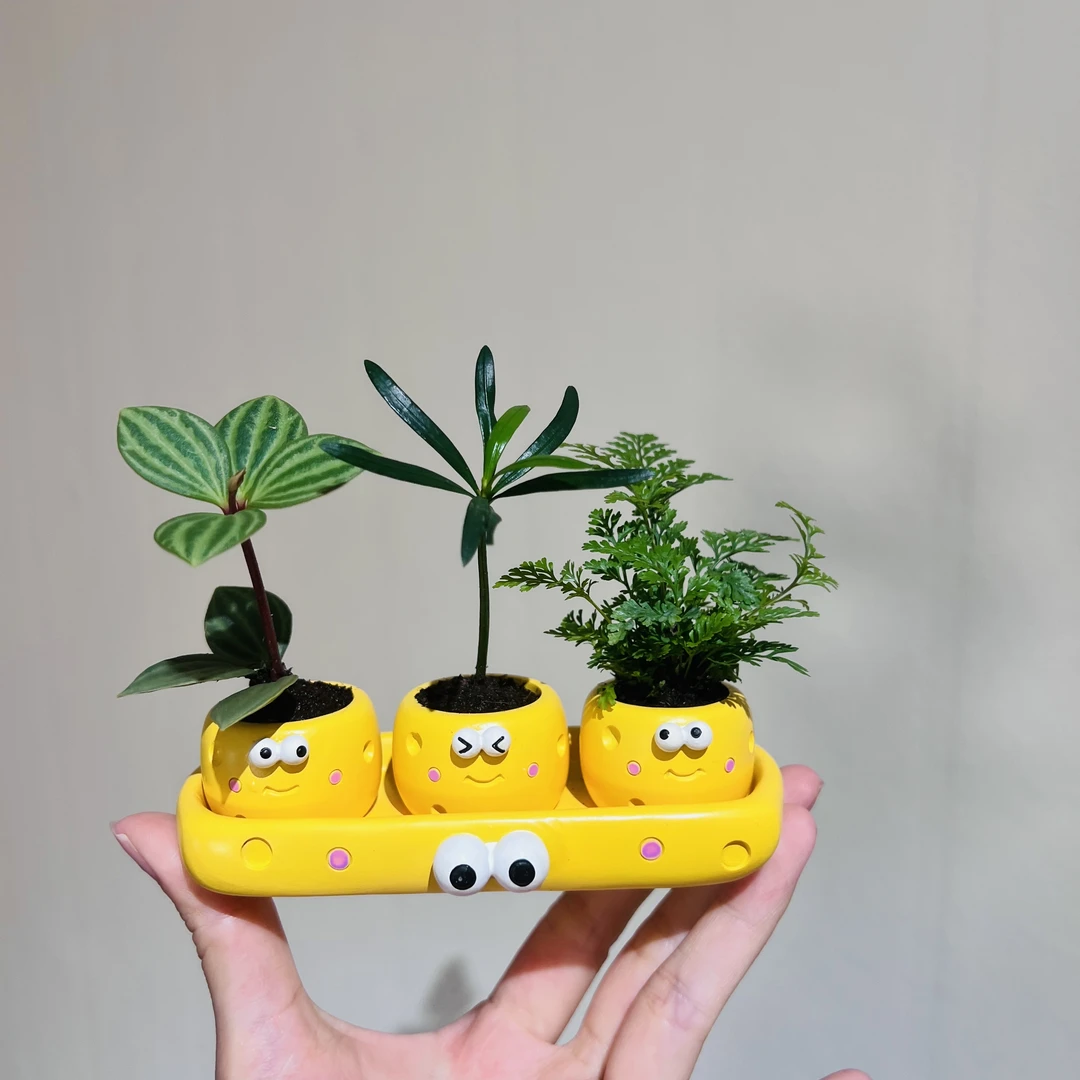 迷你绿植创意盆栽室内好养桌面装饰净化空气植物