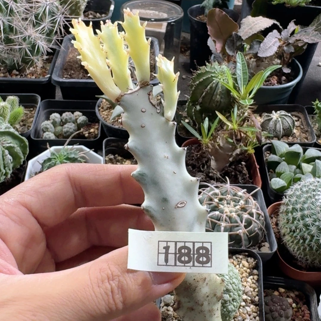 188白龙骨脱土发货