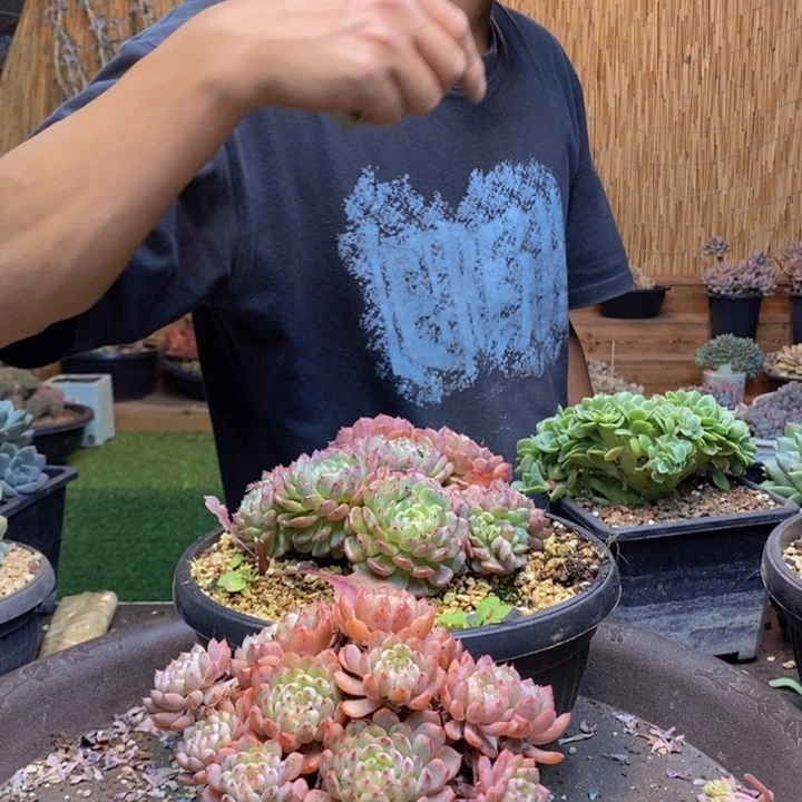 c***n611号白胖子多肉植物