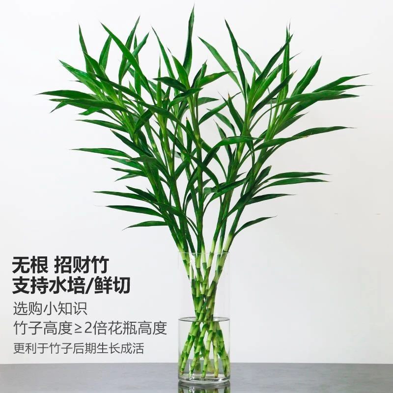 鲜切招财竹水培风水竹水养富贵竹好养护盆栽绿植室内客厅净化空气
