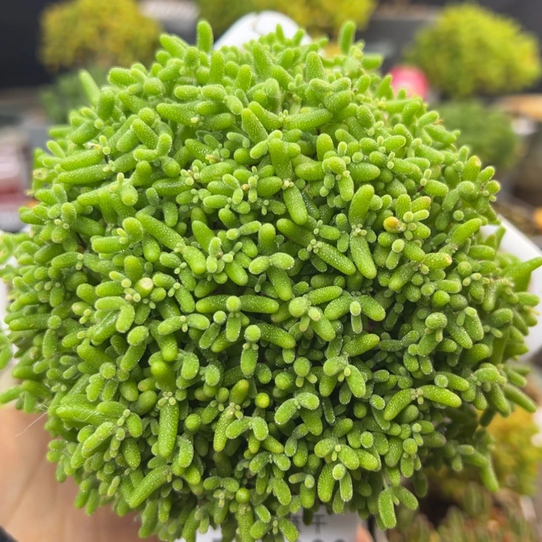 dy3389大头菜蜜橘冠幅11.5cm