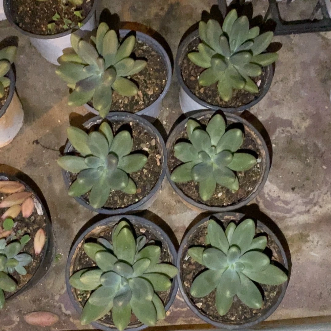 糖果阿拉卡拉是什意思吗你