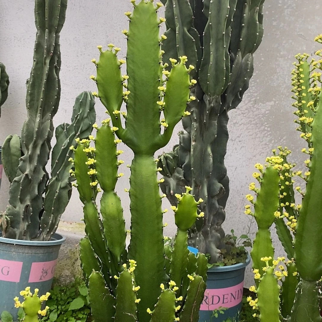 三角大戟一物一拍