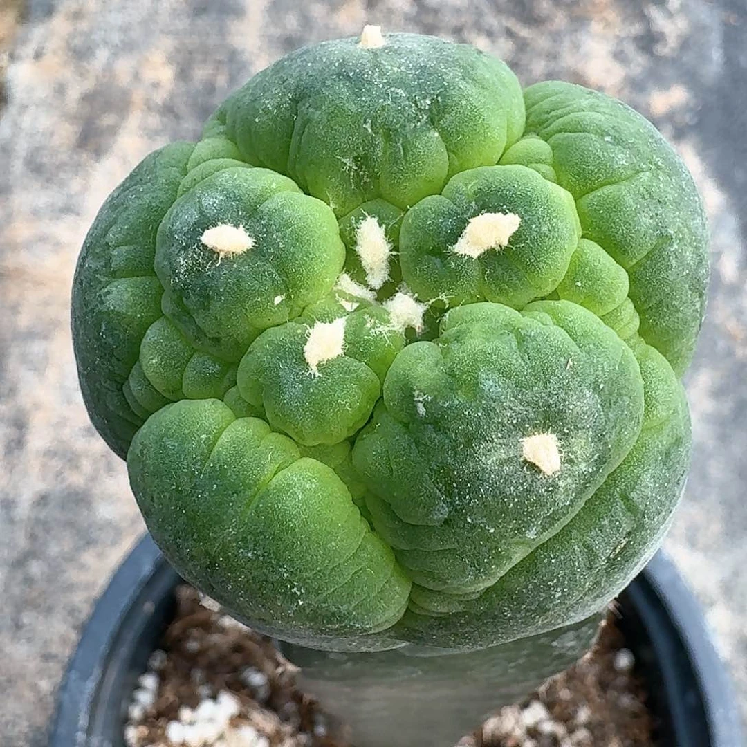 【闪购商品】无花朵荧光大尤皱尤鲜