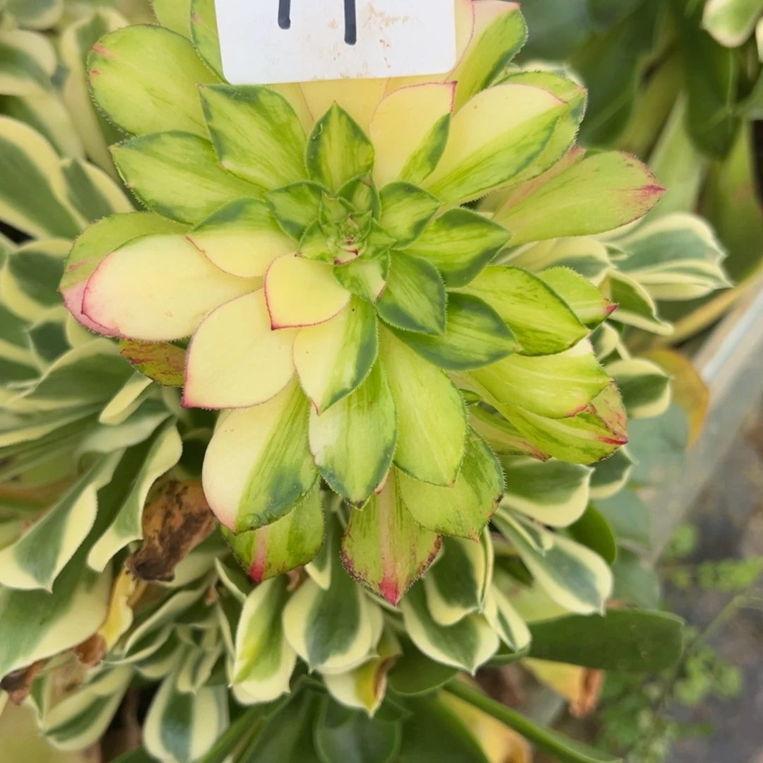 梦***虹精品多肉植物019