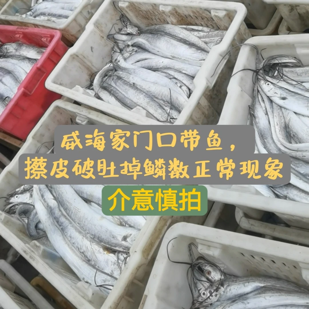 山东威海本地油带鱼刀鱼鲜冻中带鱼4斤(8-10条)顺丰包邮