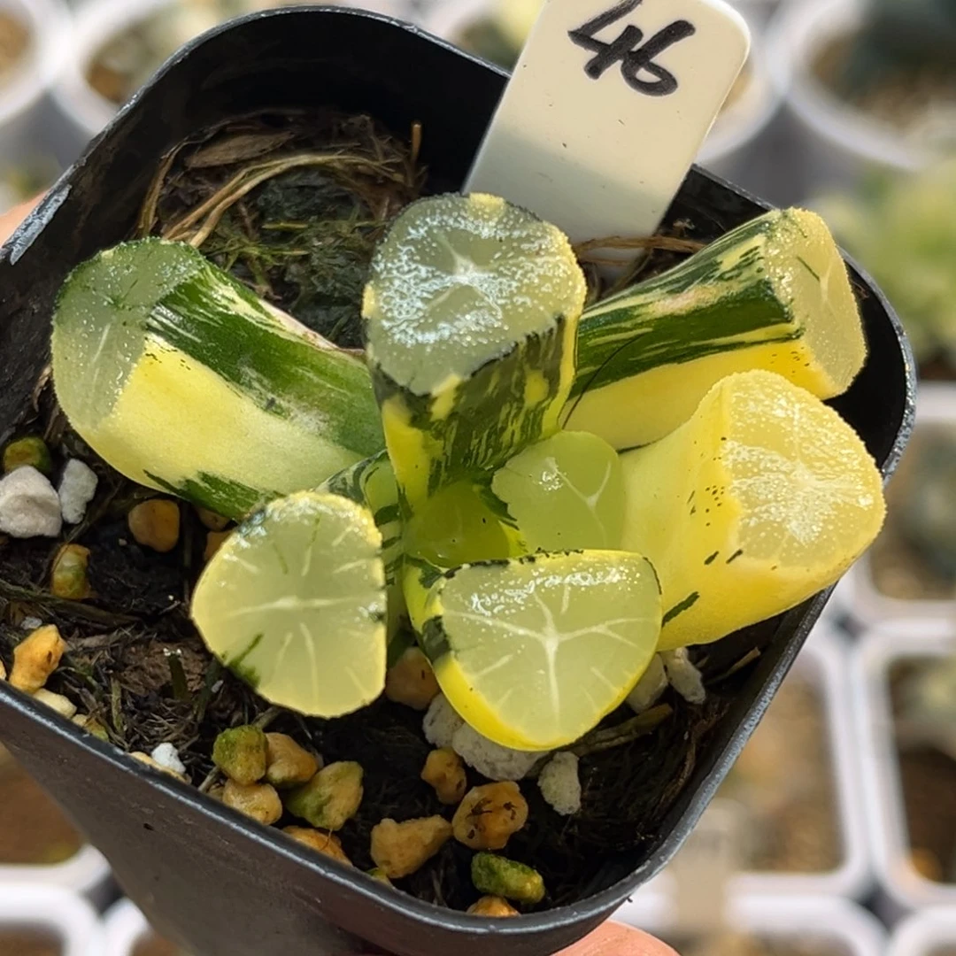 46玉龙万象锦福利专场