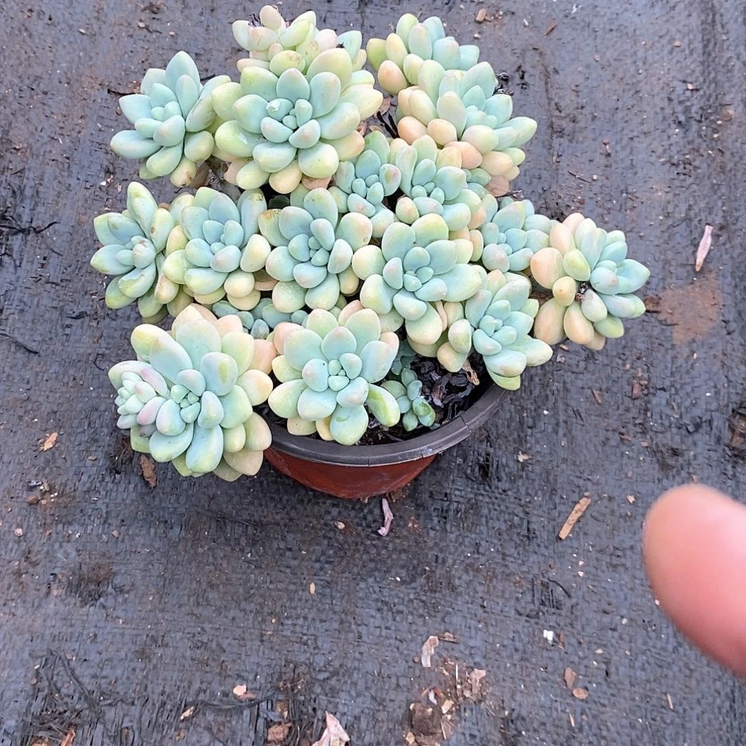 樱***花奶酪蛋糕1颗多肉植物大颗的