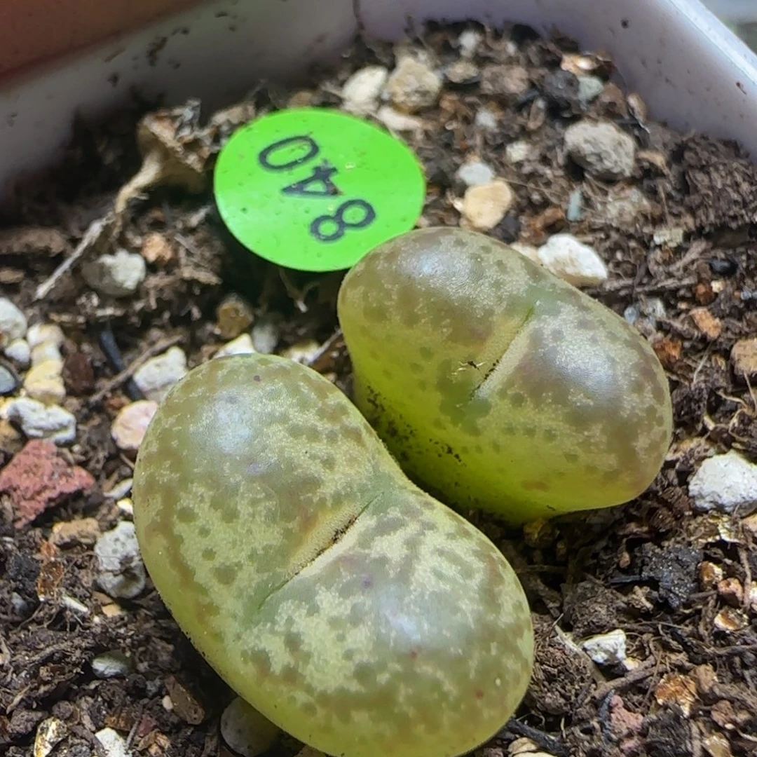 杂交漂亮多肉植物840