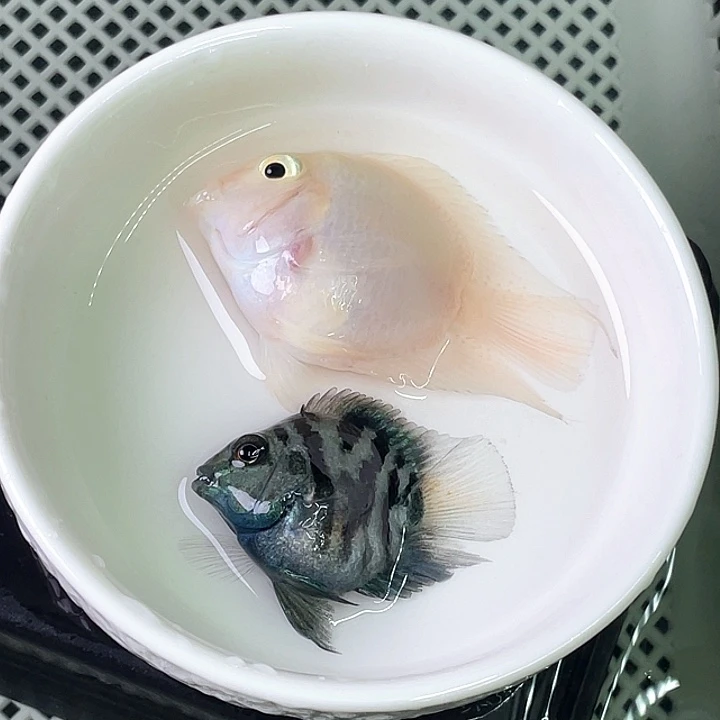 海水鱼迷你鹦鹉鱼