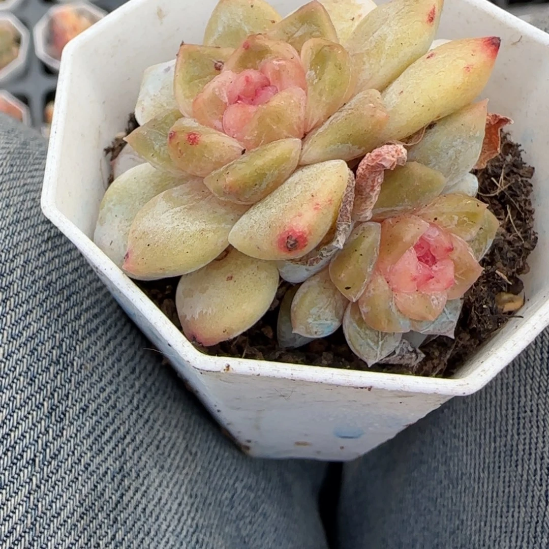 多肉小卡拉米糖心一物一拍