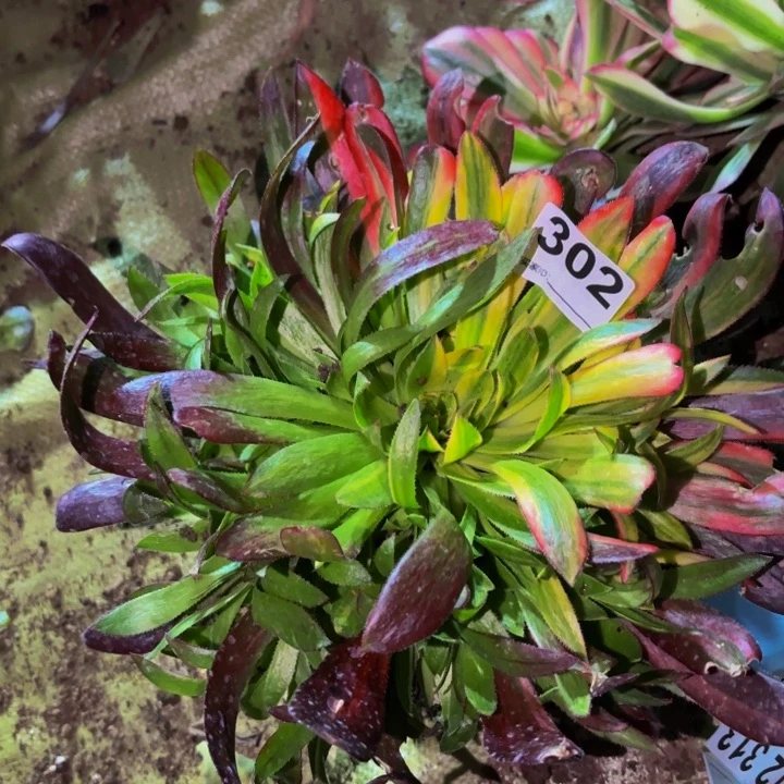 302惊鸿七彩多肉植物不售后