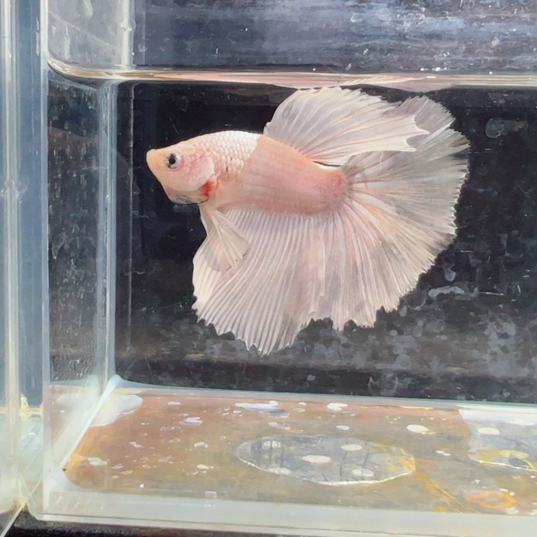 斗鱼浅色特殊尾hhhh