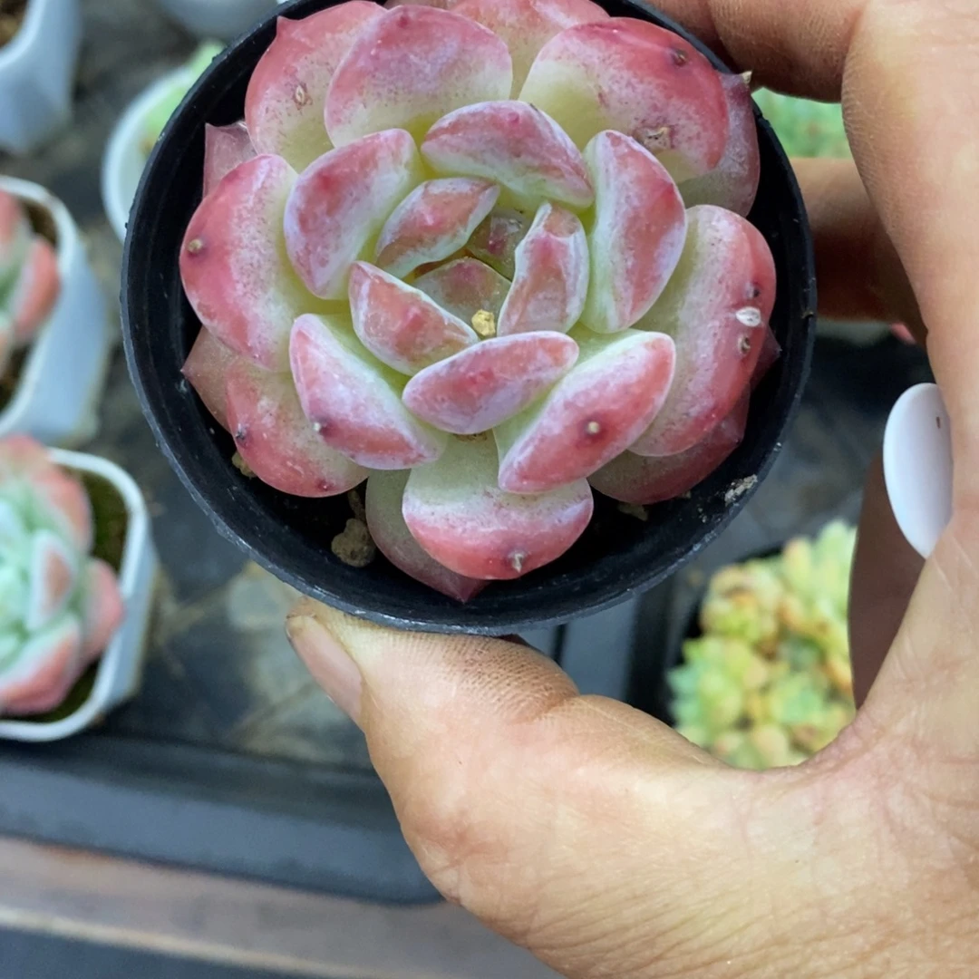精品多肉一物一拍不包整278
