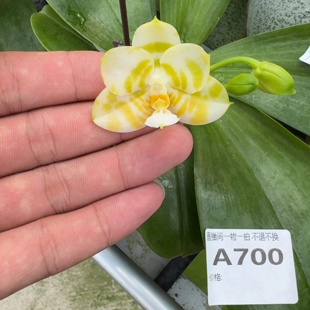 当前无花栽培后可以开花l1368 瑕疵三寸绿虎