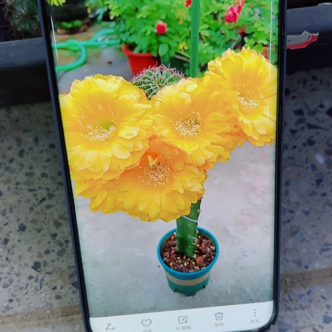 下88彩草欢乐歪无根侧芽4公分左右20包邮