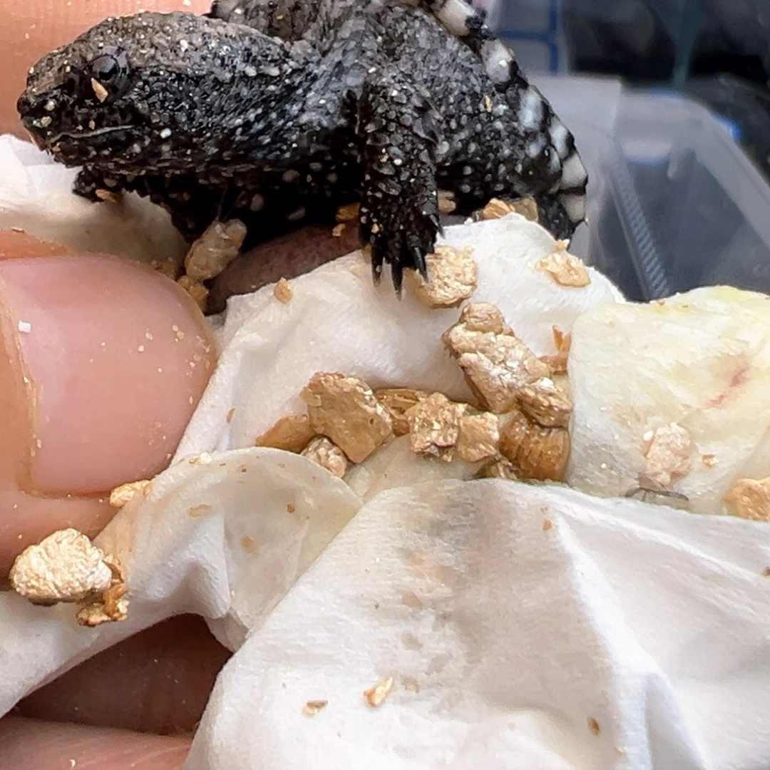 不分公母小鳄龟紫*哇不退不换