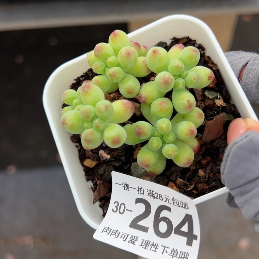 果冻乙女心老桩多肉