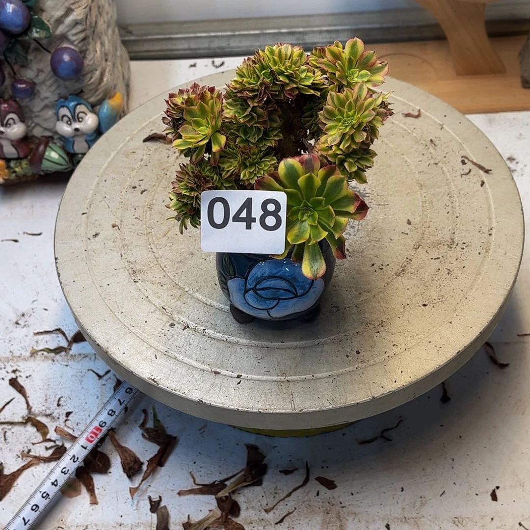 落***幕多肉植物随单缀048