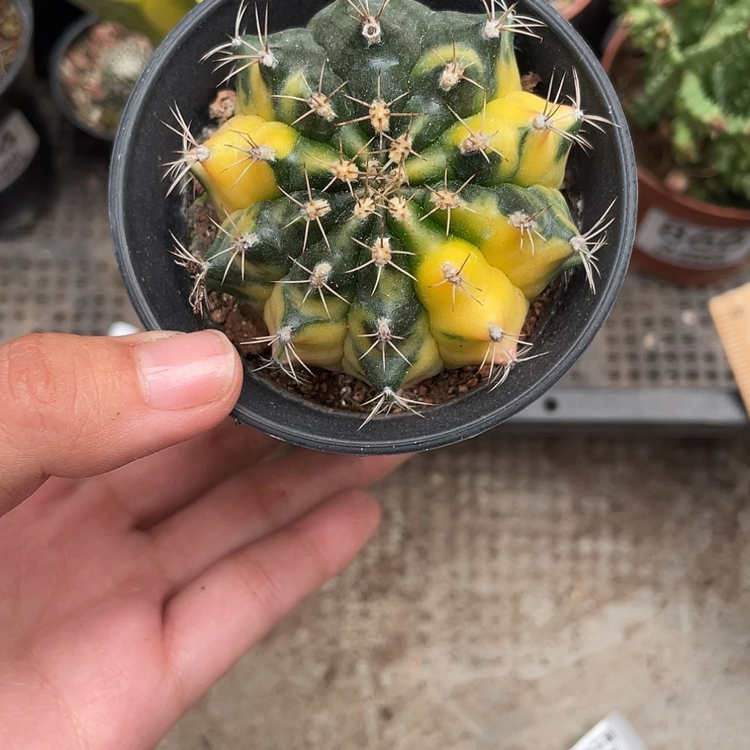 868海王锦（满18元包邮）