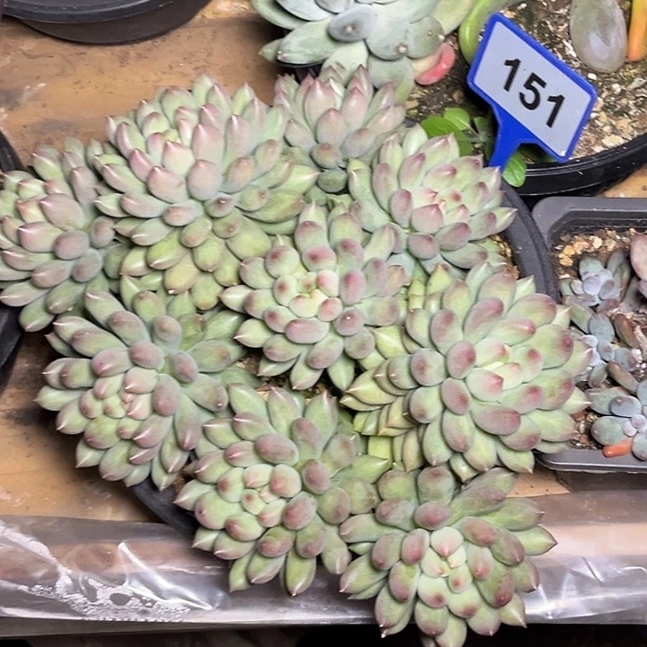 多肉植物岩字群151