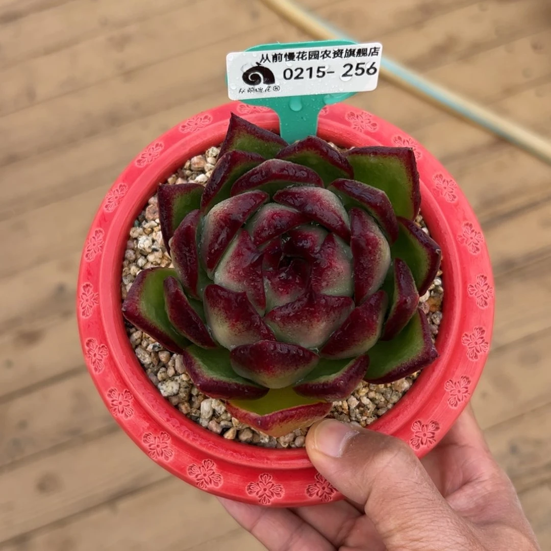 多肉一物一拍0215-256