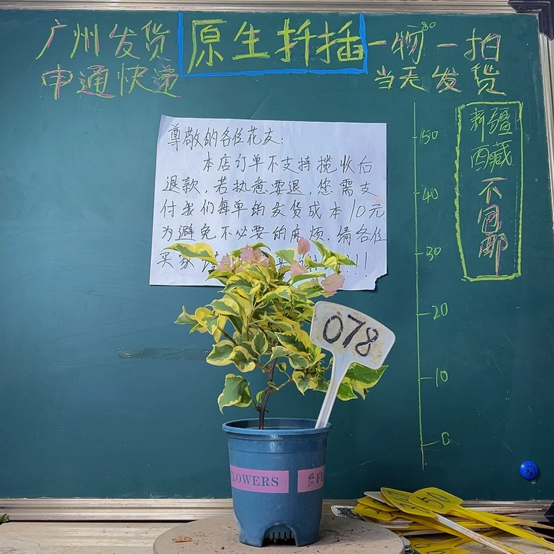 当前无花栽培后可以开花中国丽人078