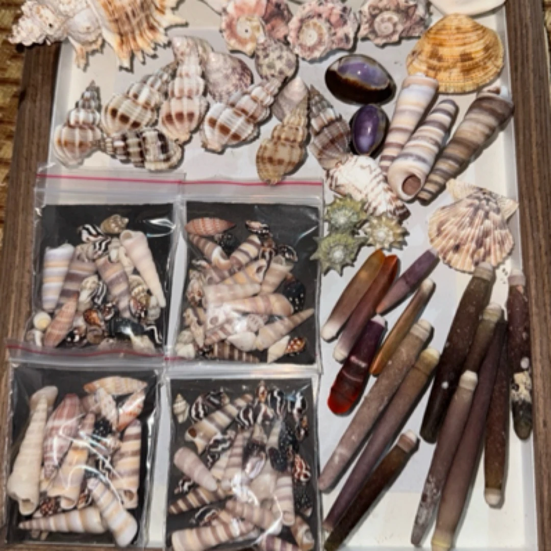 天然贝壳海螺组合饰品海洋风套盒可用装饰