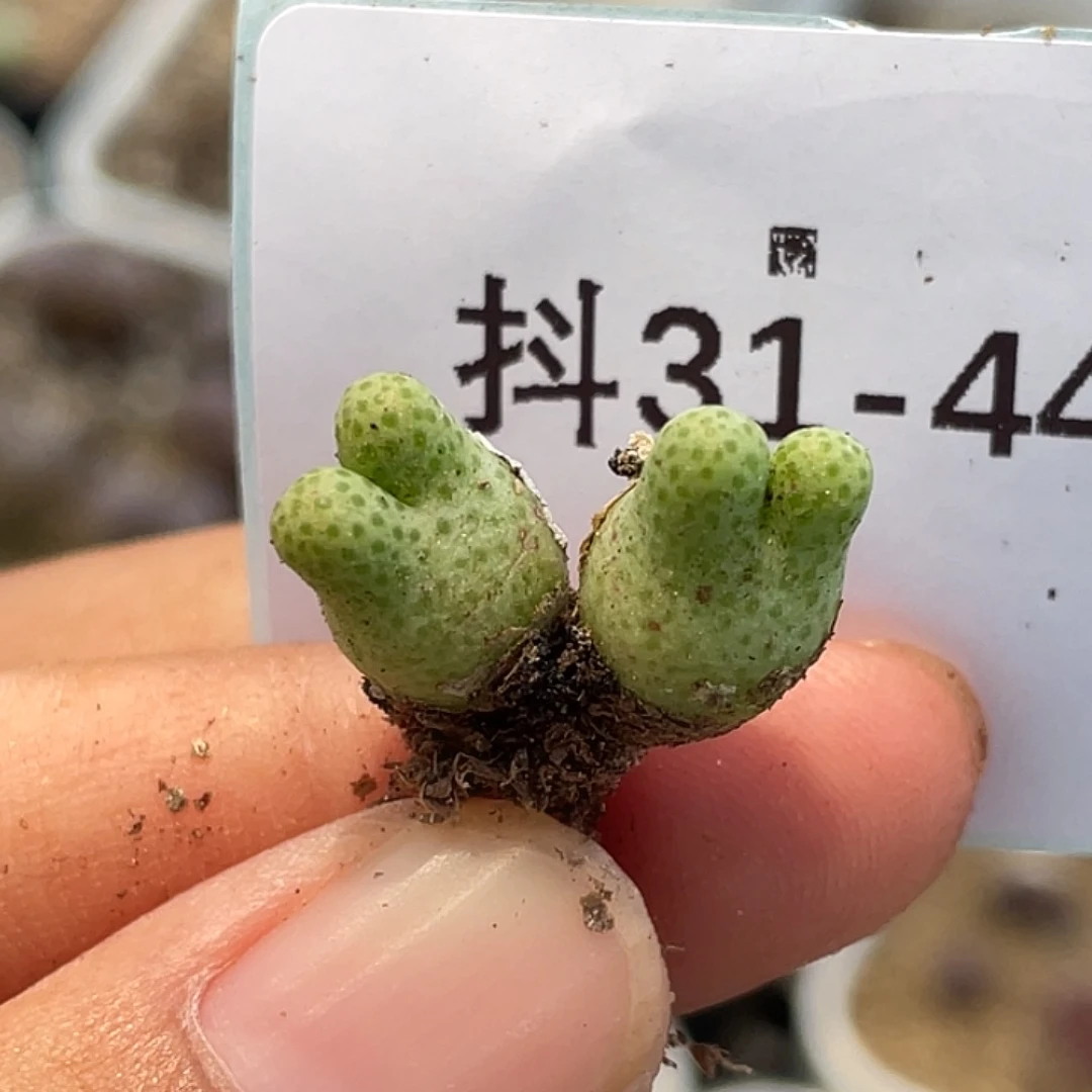 呆***呆31-44肉锥多肉植物