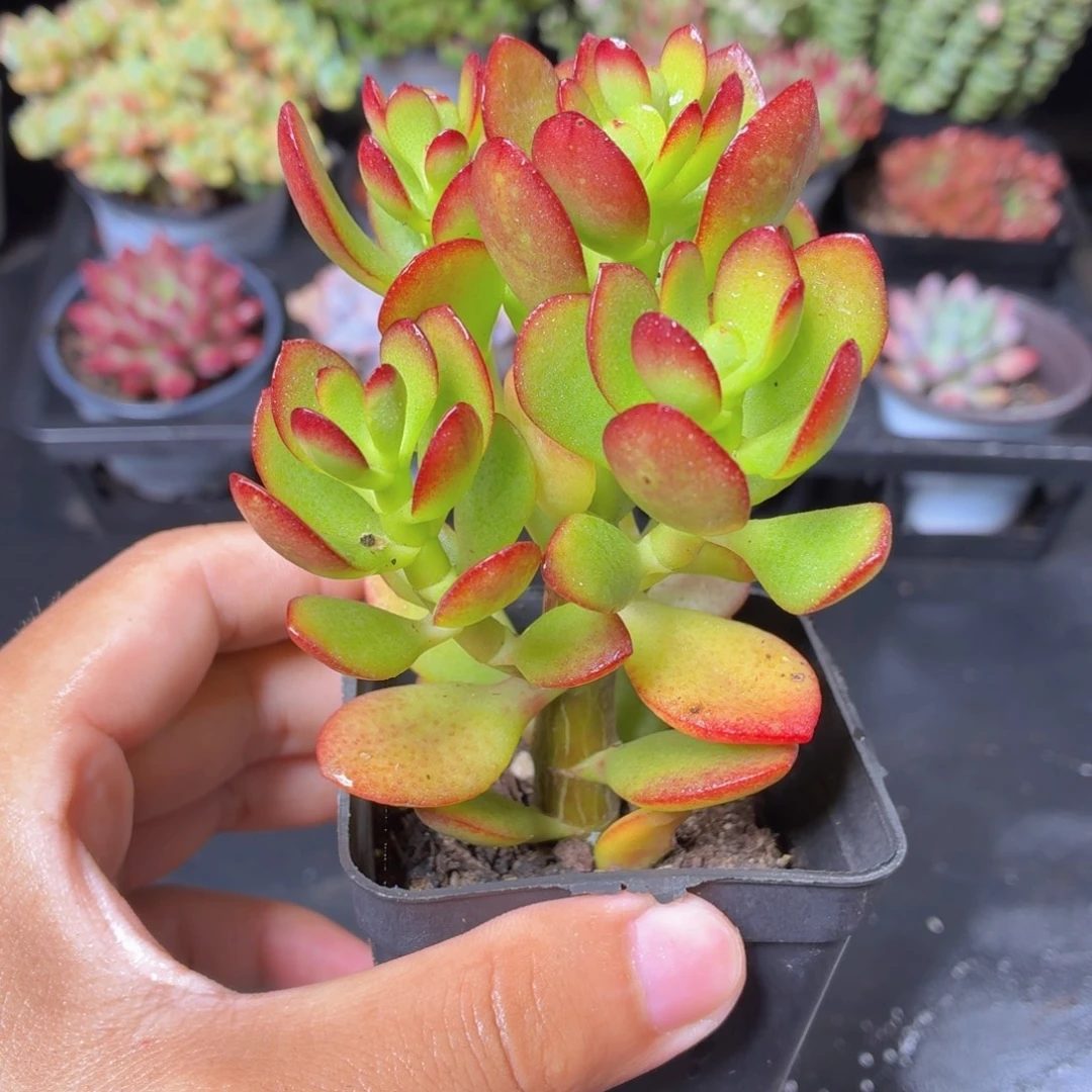 姬红花月多肉9.9包邮发货
