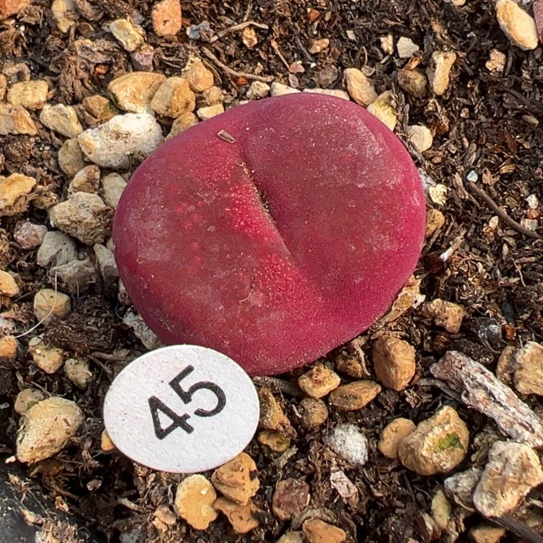 多肉植物111111111111111