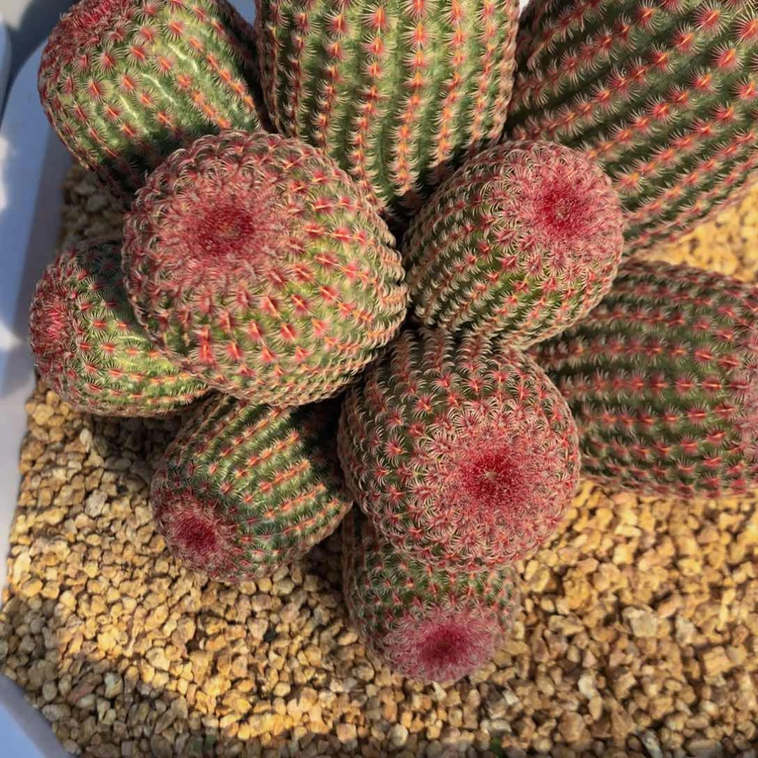 ?****?红太阳1111111111