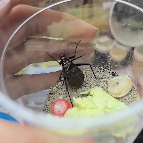 蟋蟀麒麟长须漂亮合适