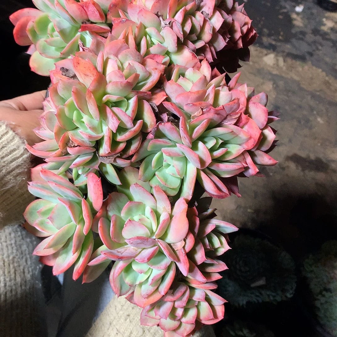 绮罗多肉一一物一拍