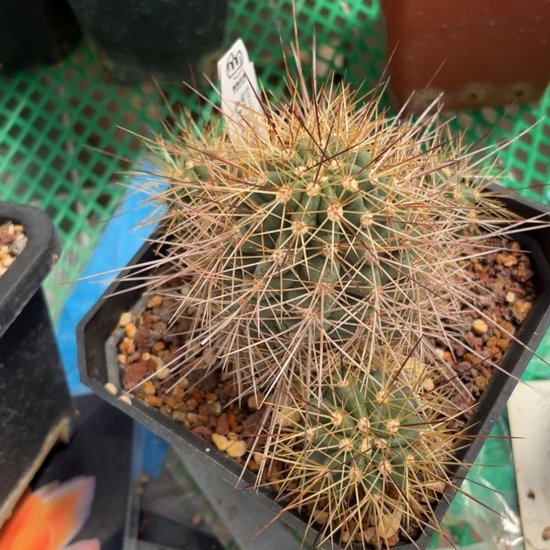 鹿角柱实生仙人球绯虾