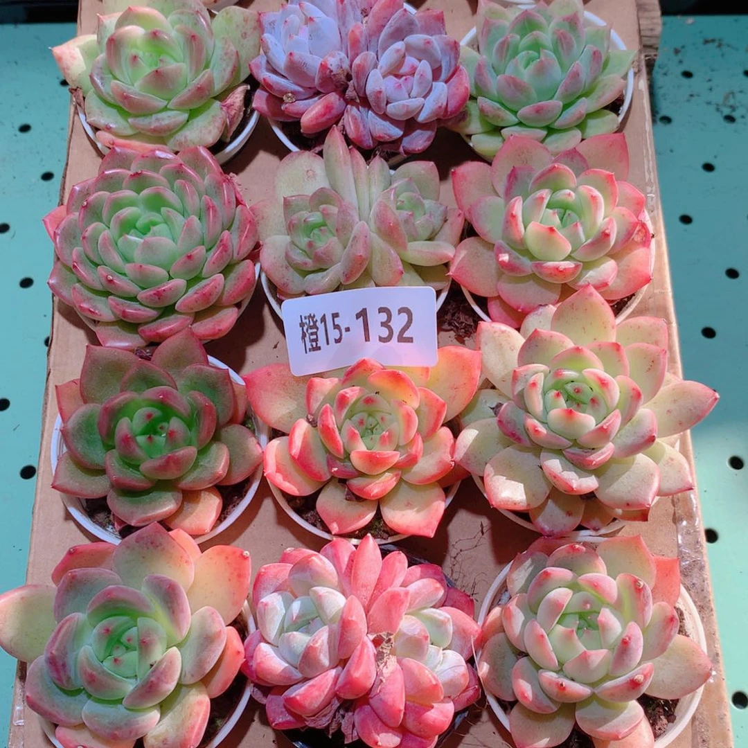 15-132一物一拍多肉带盆18颗