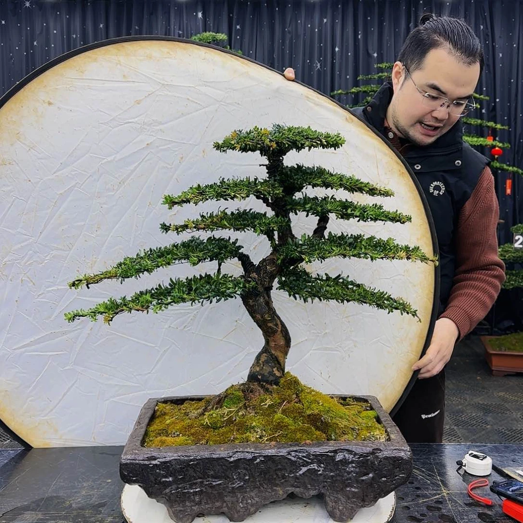 松树柏树造型盆景