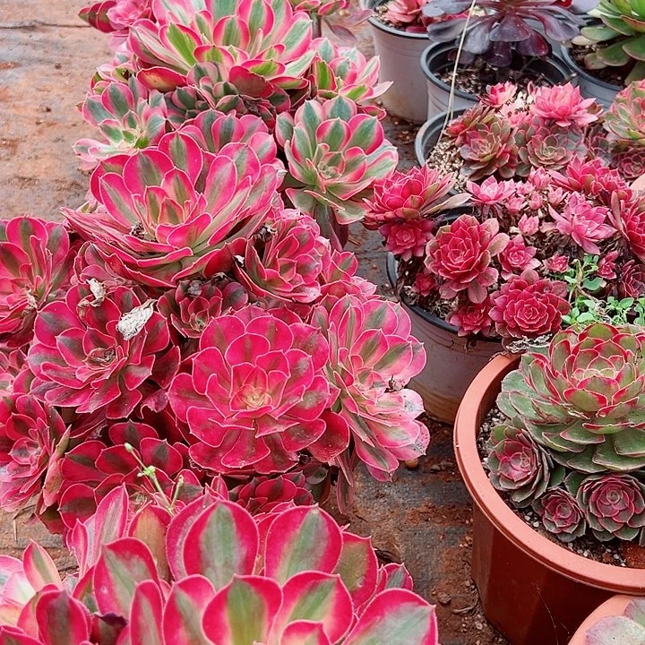 二加仑盆女郎多肉植物