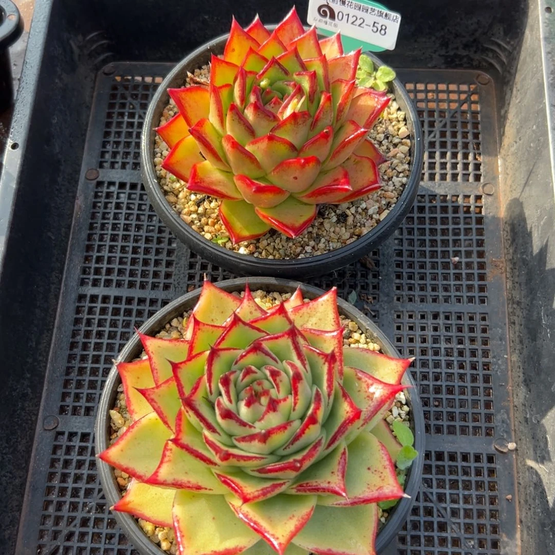 多肉精选编号0122.58