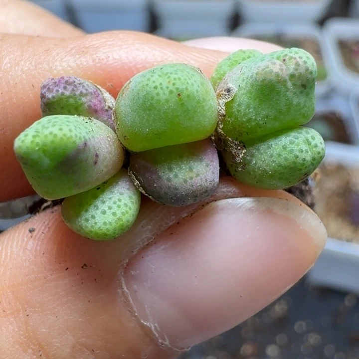 2625三颗955d斑马量