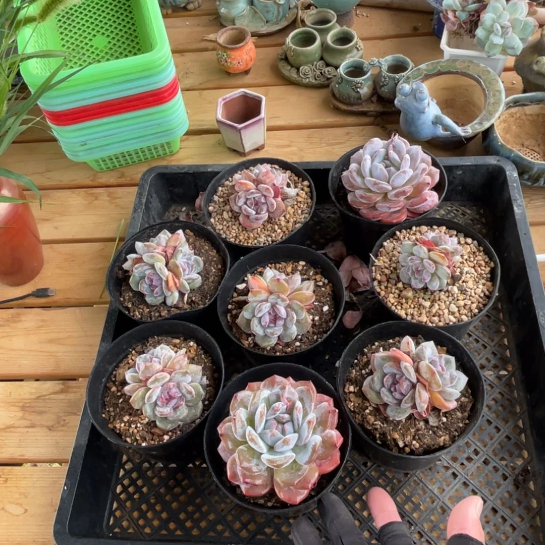 突尼斯星影8盆包邮中通