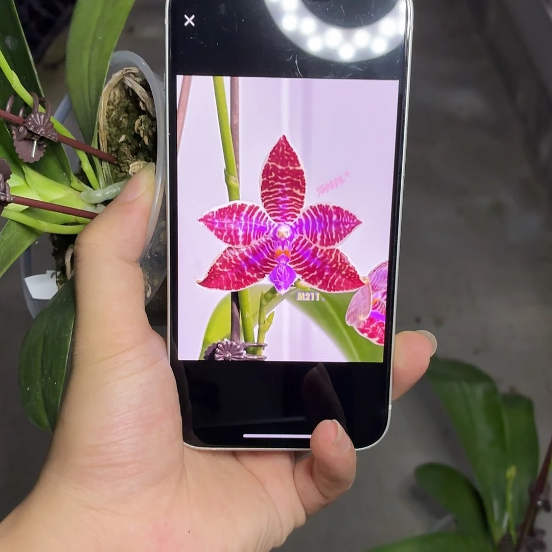 当前无花朵，栽培后可花朵A541盈收红路德