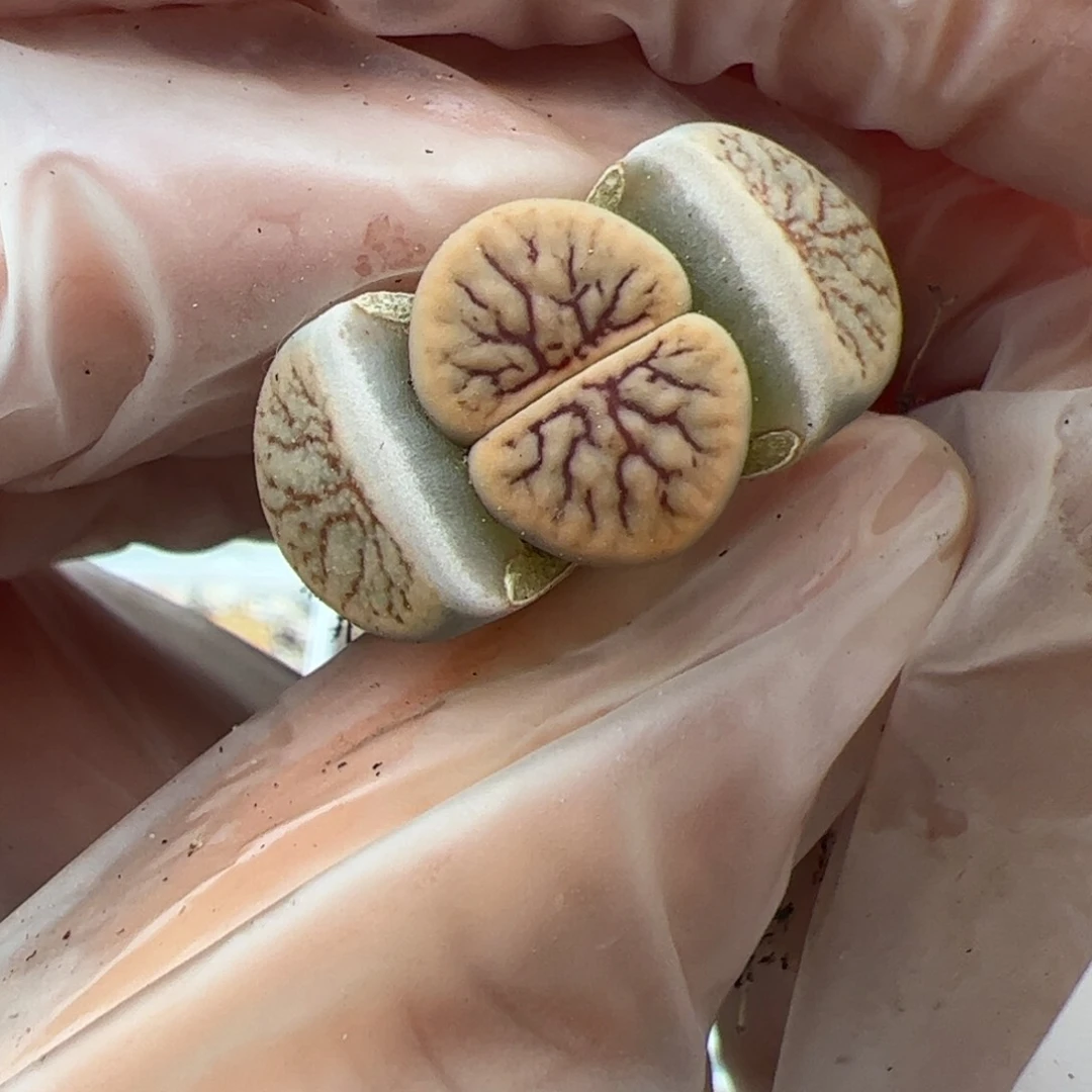 0578号线招福多肉植物