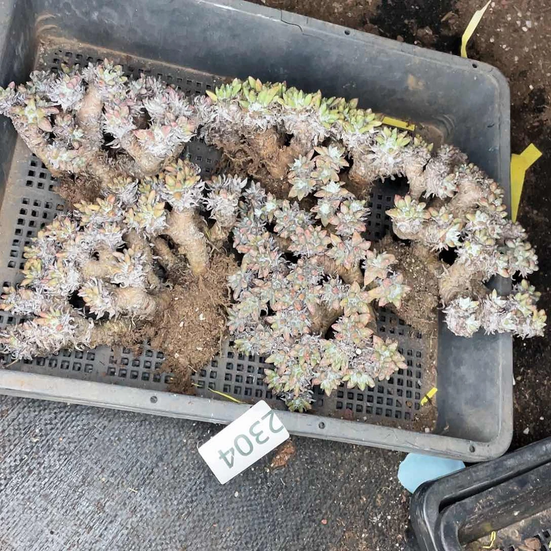 无***1不售后白菊多头群生2304