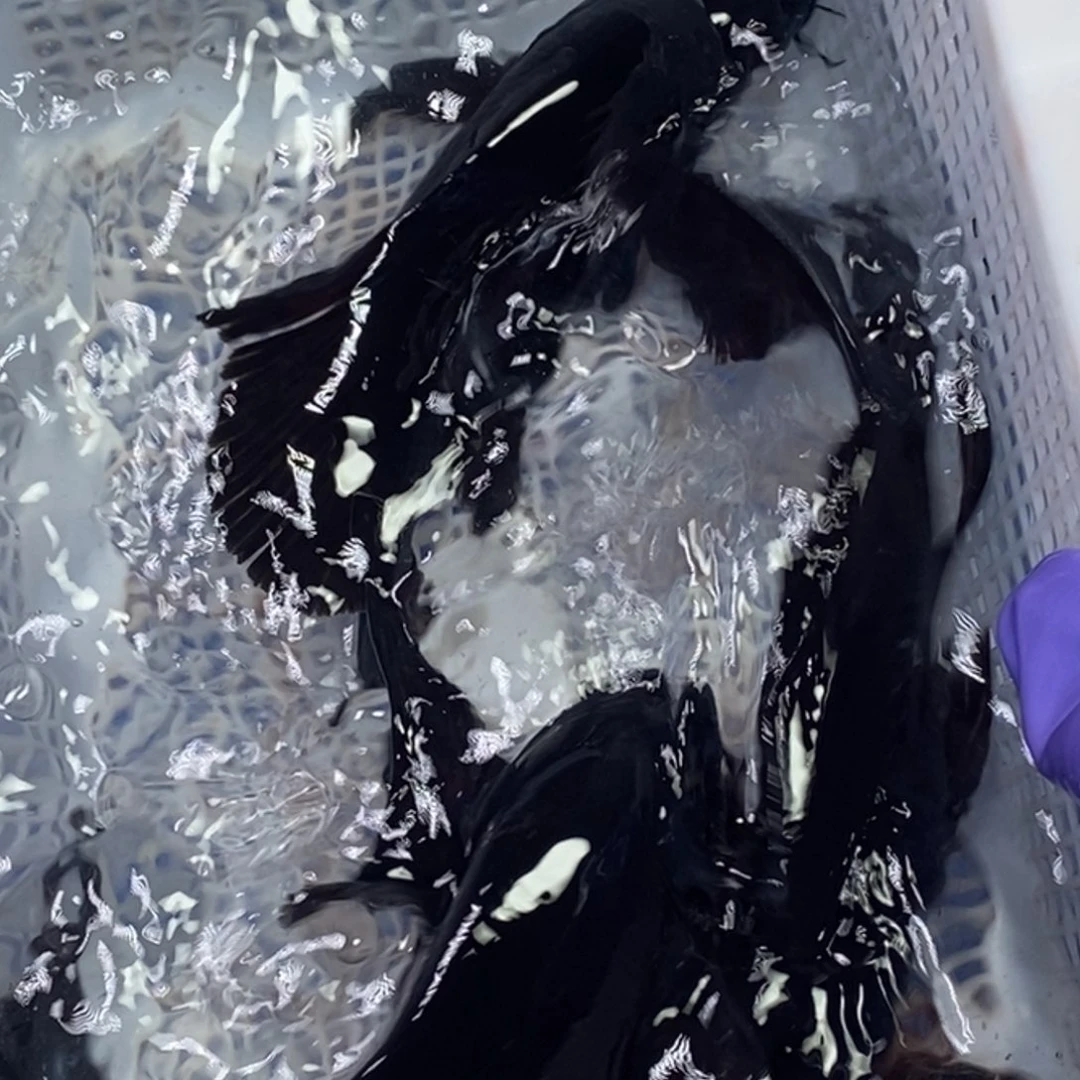 锦鲤锦鲤（无开箱视频不售后）