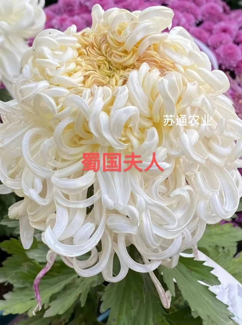 蜀国夫人菊花苗大花型菊花盆栽四季开花带花苞好养室内外花卉植物
